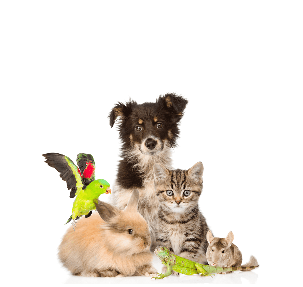 Животные и зоотовары