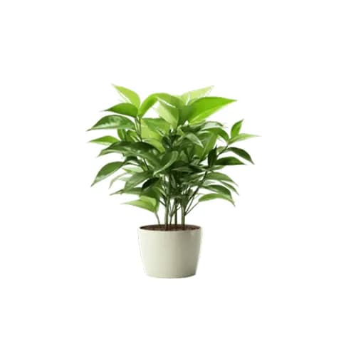 MANZARALI DARAXT VA GUL KO‘CHATLARI